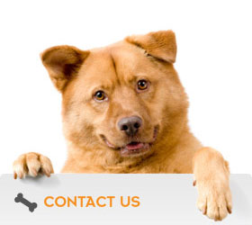 vic-dog-dog-training-behaviour-specialists-home-one